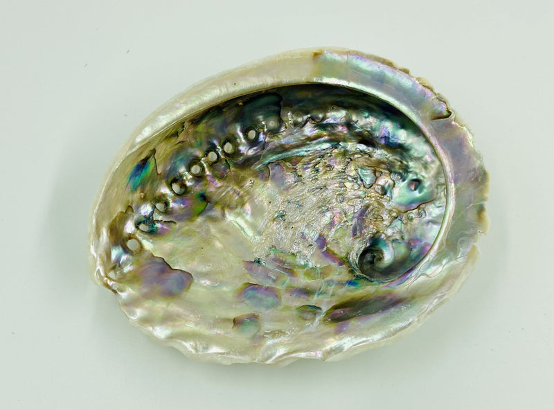 Abalone Seifenschale